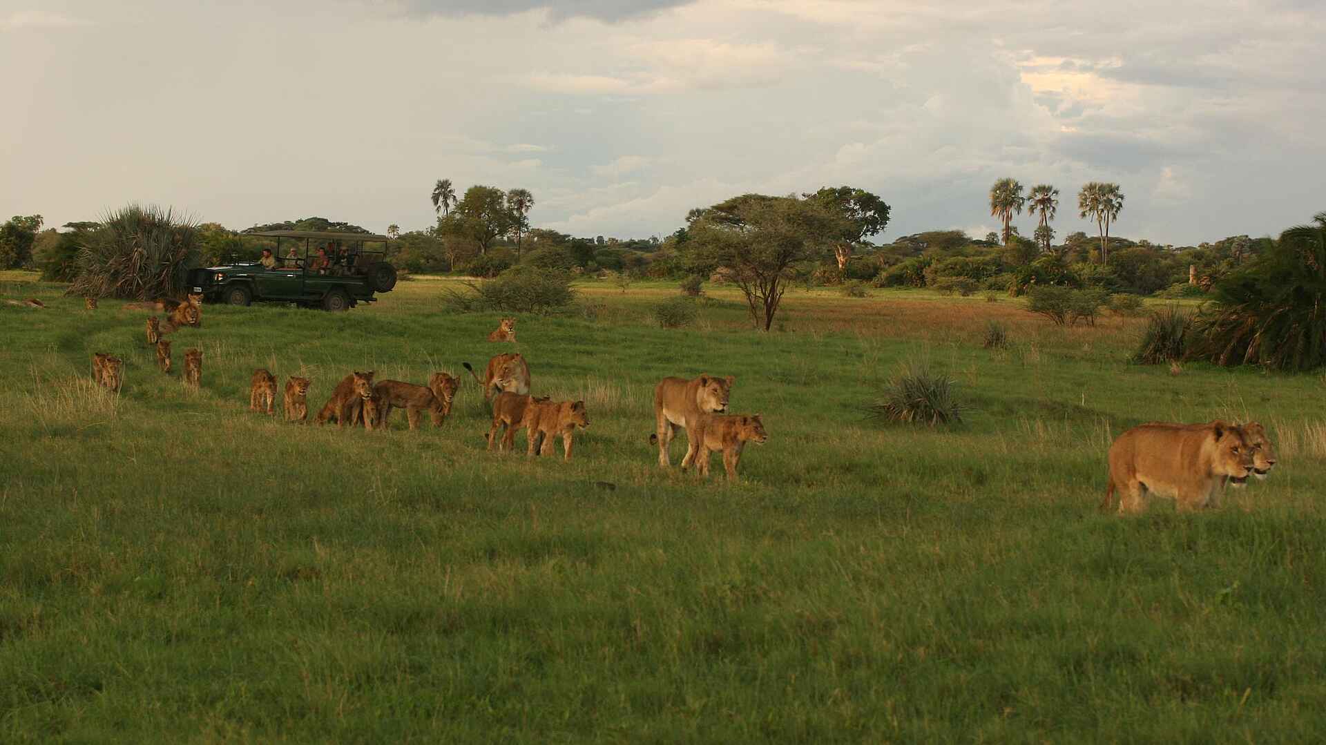Machaba Camp: Löwenrudel