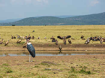 Mara Plains Camp: Ein Marabu und Geier Mara Plains Camp: Ein Marabu und Geier