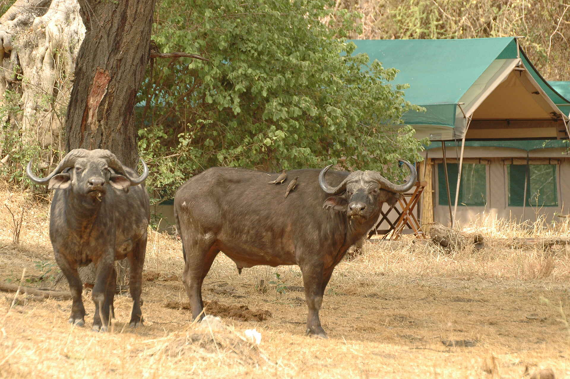 Mdonya Old River Camp: Büffel im Camp Essential Destinations, Mdonya Old River Camp, Ruaha National Park, Büffel, Game Drive, Syncerus caffer, afrikarma, afrikarma Safaris, afrikarma Safaris - Wildnis. Hautnah., afrikarma.de