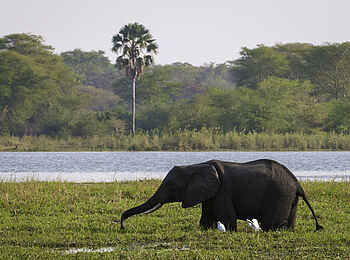 Miyala Camp: Elefant in der Schwemmebene Miyala Camp: Elefant in der Schwemmebene