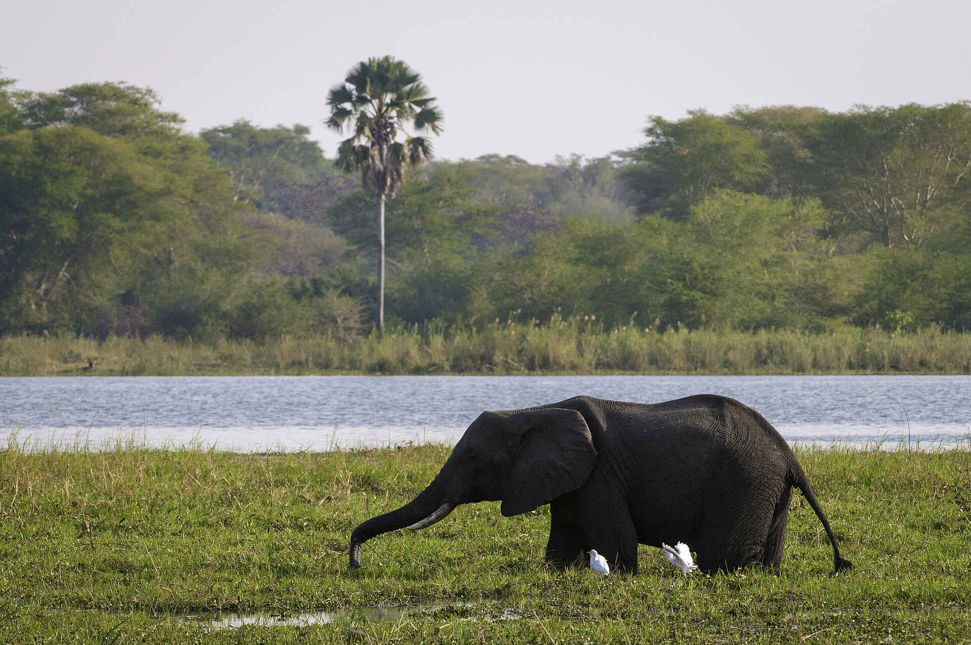 Miyala Camp: Elefant in der Schwemmebene