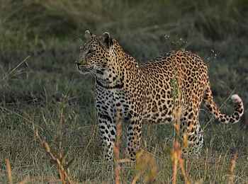 MmaTsebe Tented Camp: Leopard