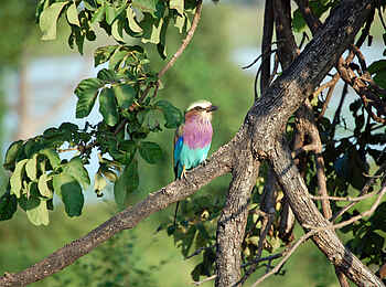 Muchenje Safari Lodge: Gabelracke