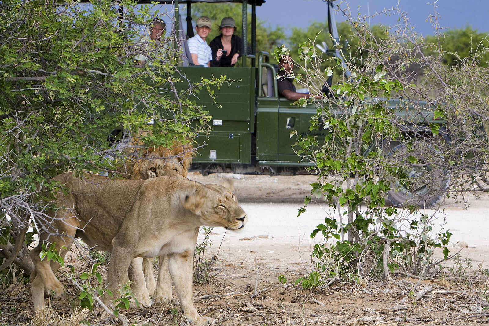 Mushara Game Drive: Löwen in der freien Wildbahn Mushara Game Drive: Löwen in der freien Wildbahn