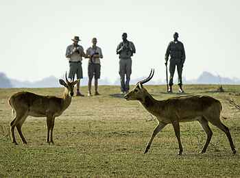 Robin Pope Safaris: Pukus