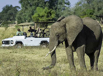 Ruckomechi Camp: Elefant vor Safarifahrzeug Ruckomechi Camp: Elefant vor Safarifahrzeug