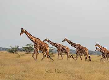 Soroi Larsens Camp: Eine Giraffenherde Soroi Larsens Camp: Eine Giraffenherde