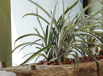 The Olive Exclusive: Caprivi - Blumentöpfe