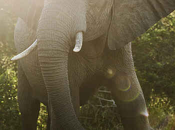 Victoria Falls River Lodge - Malachite Luxury Tented Suites: Ein Elefant Victoria Falls River Lodge - Malachite Luxury Tented Suites: Ein Elefant