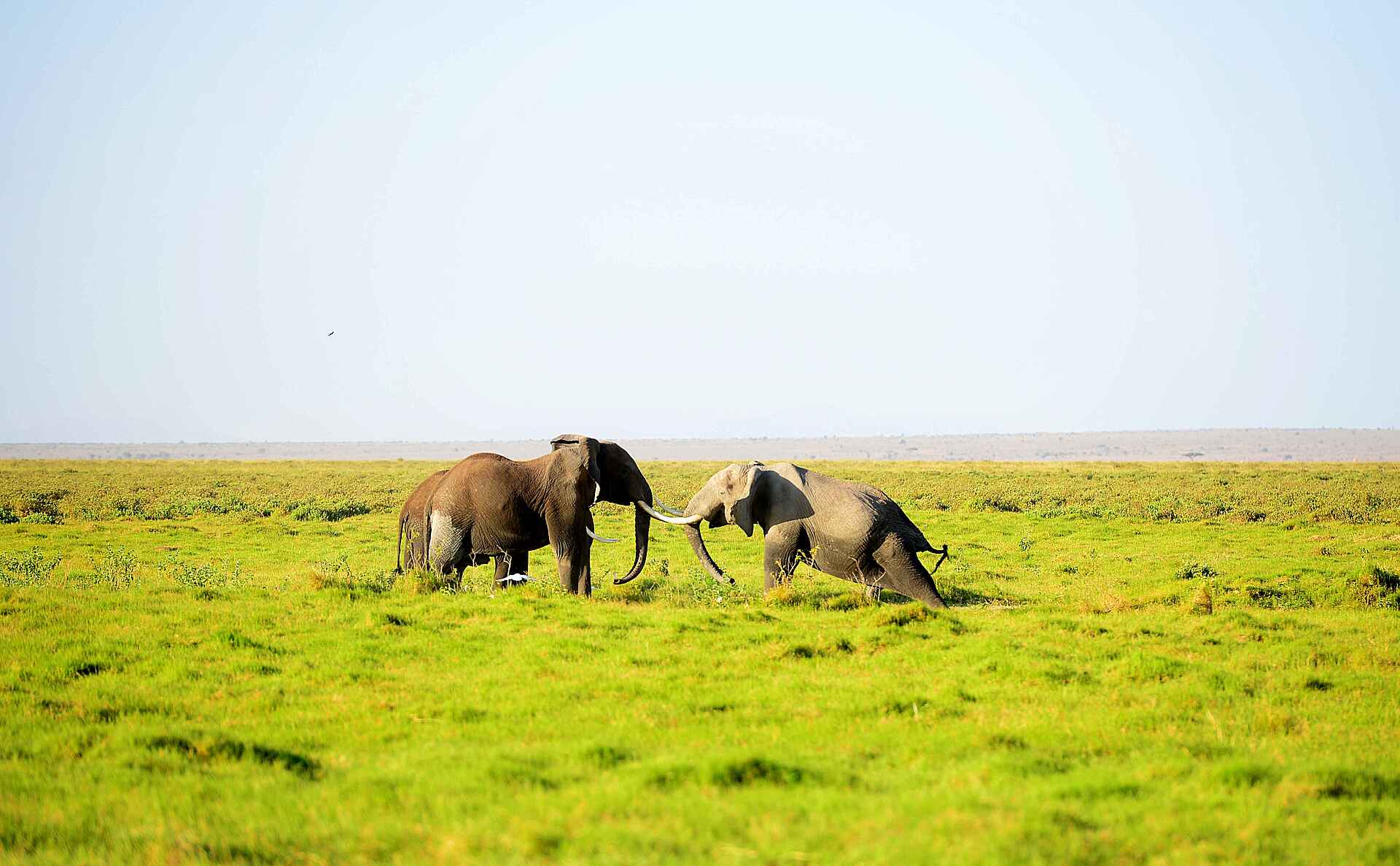 Afrika, Amboseli, Amboseli Serena Safari Lodge, kenia, Safari, Safari Fahrzeug, außenansicht, elefanten, wildlife, Afrikarma, Afrikarma Safaris, Afrikarma Safaris - Wildnis. Hautnah., afrikarma.de