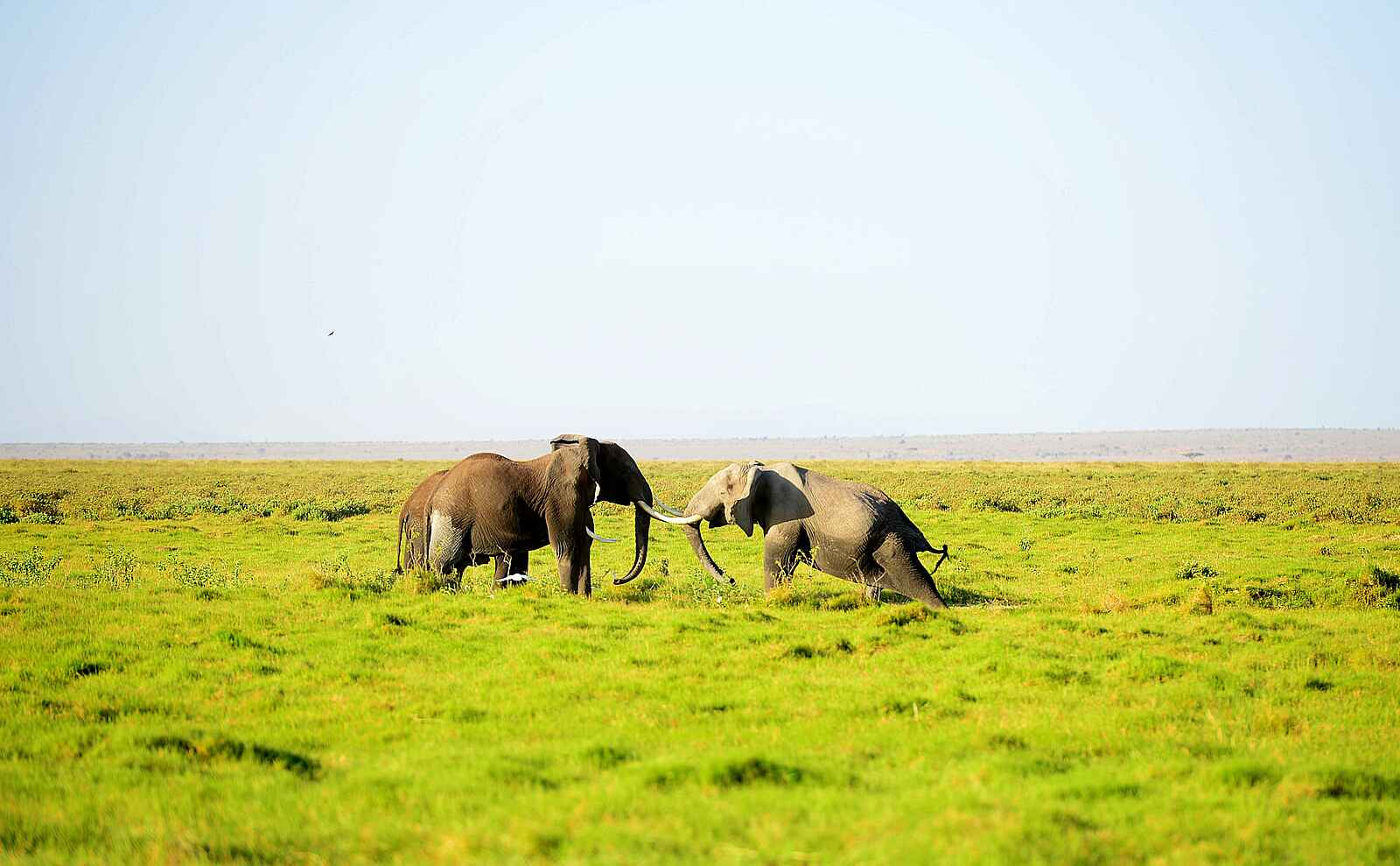 Amboseli Serena Safari Lodge: Elefant mit gestrecktem Bein Amboseli Serena Safari Lodge: Elefant mit gestrecktem Bein