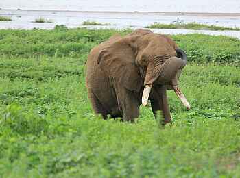 Chilo Ivory Trail Adventure: Elefantenbullte am Flussufer