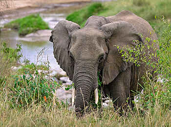 Entim Masai Mara: Elefant am Fluss