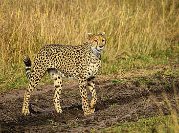 Entim Masai Mara: Gepard im Gelände