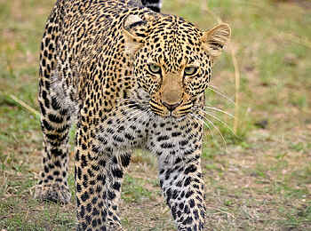 Entim Masai Mara: Leopard auf der Pirsch