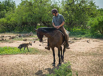 Mashatu Game Reserve: Hyänenbegegnung