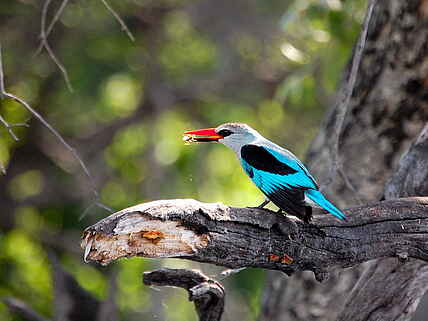 Vögel, Vogel, Woodland King Fisher, Chobe National Park, Chobe River, Liambezi, Muchenje Safari Lodge, Senegalliest, Chobe River Front
