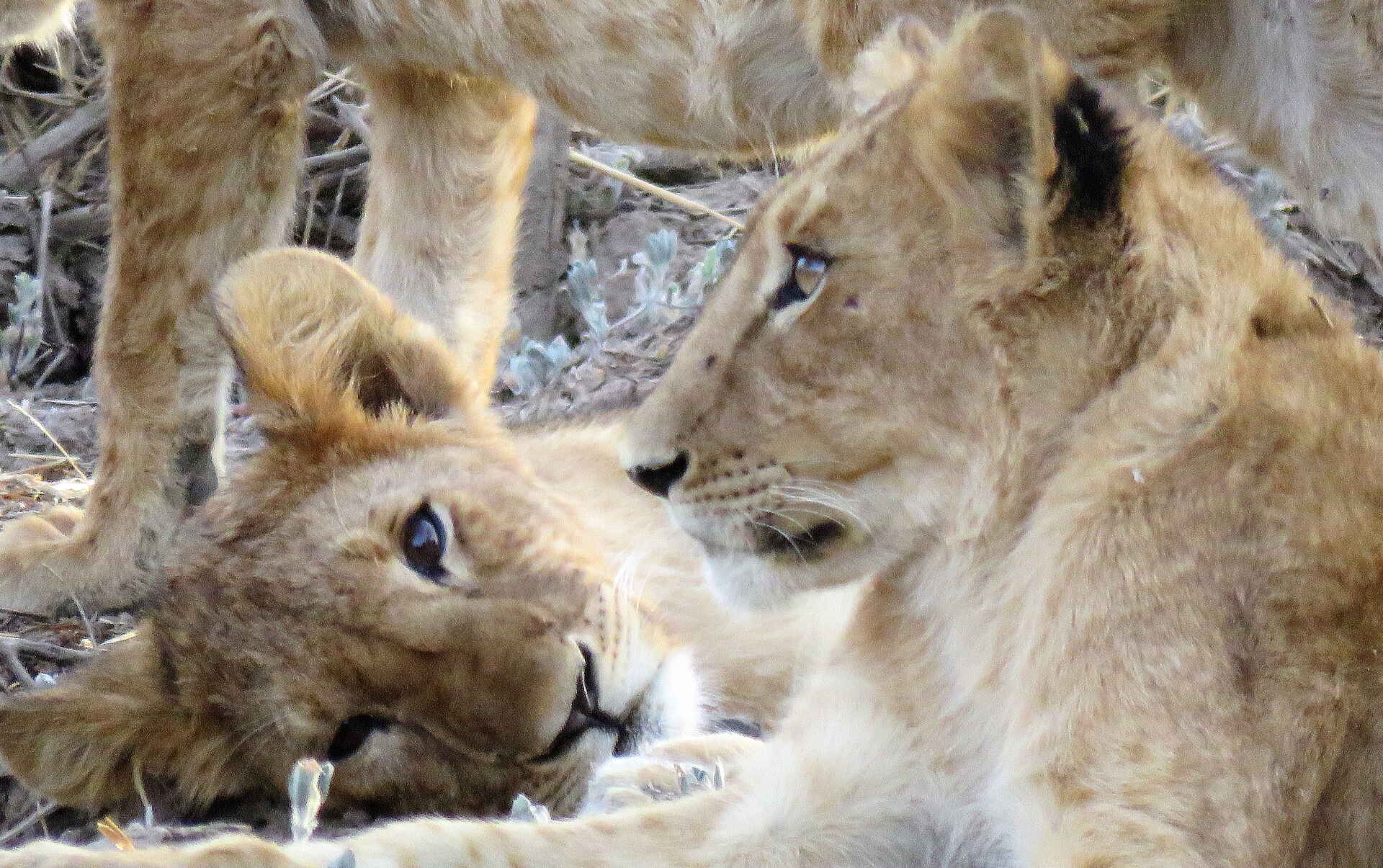 Zakouma National Park: Zwei Löwen
