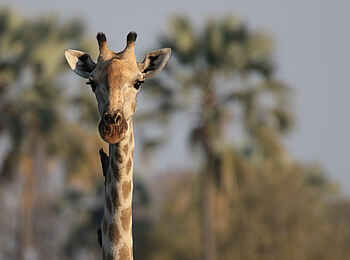 Amber River Camp: Giraffe Amber River Camp: Giraffe