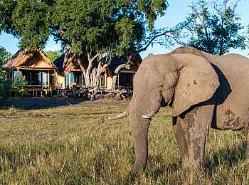 Camp Tawana: Elefant vor der Gästeunterkunft Camp Tawana: Elefant vor der Gästeunterkunft