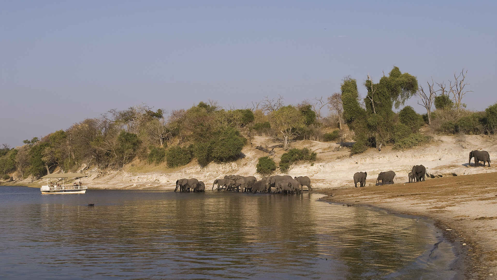 Chobe under Canvas: Elefantenherde beim Trinken Chobe under Canvas: Elefantenherde beim Trinken