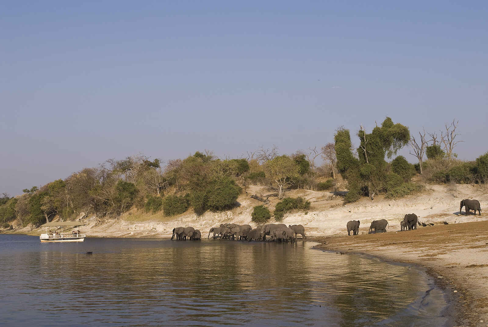 Chobe under Canvas: Elefantenherde beim Trinken Chobe under Canvas: Elefantenherde beim Trinken