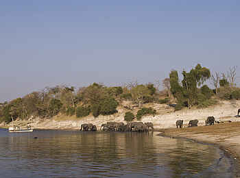 Chobe under Canvas: Elefantenherde beim Trinken