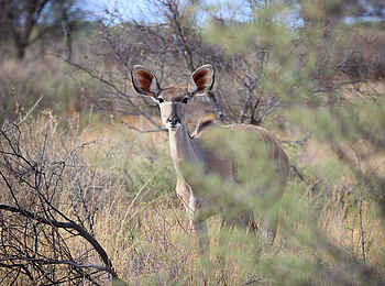 Gmundner Lodge: Ein Kudu Weibchen Gmundner Lodge: Ein Kudu Weibchen