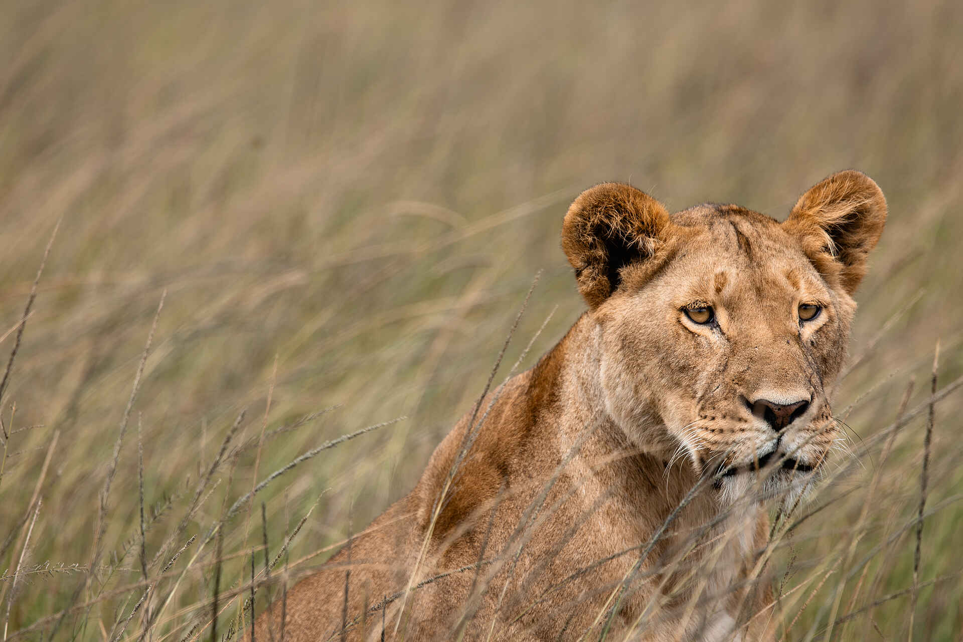 Hemingways River Camp Mara: Löwin