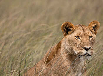 Hemingways River Camp Mara: Löwin