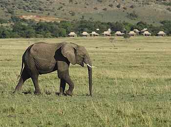 Kichwa Tembo Tented Camp: Elefant in Campnähe Kichwa Tembo Tented Camp: Elefant in Campnähe