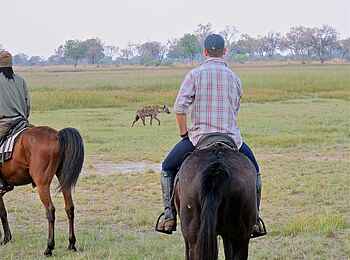 Kujwana Camp: Hyäne voraus