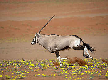 Kwessi Dunes Lodge: Oryx