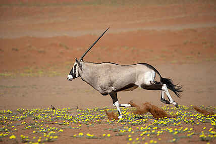 Kwessi Dunes Lodge: Oryx