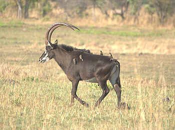 Leopard Lodge: Rappenantilope