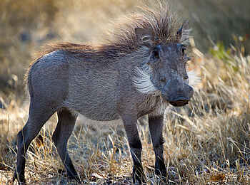 Linyanti Tented Camp: Warzenschwein