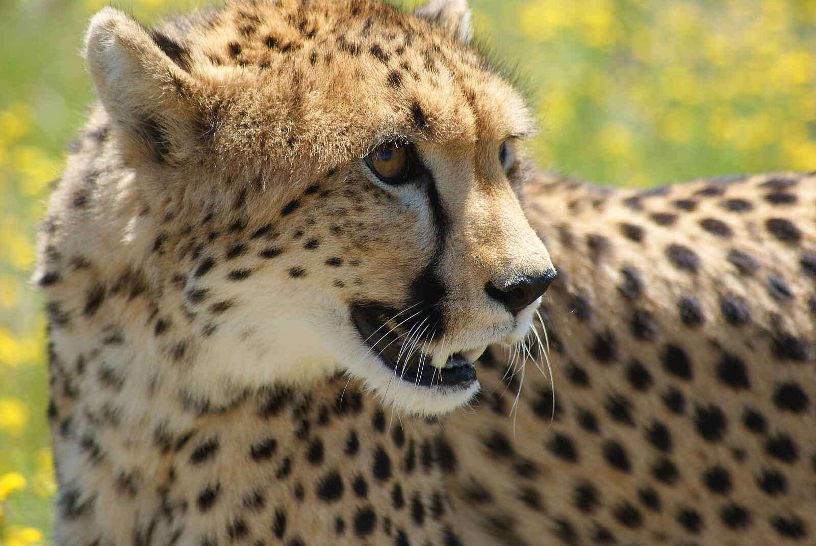 Naankuse Lodge: Eine Zuflucht für Geparden und anere Raubtiere Naankuse Lodge: Eine Zuflucht für Geparden und anere Raubtiere