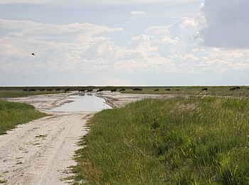 Nata Bird Sanctuary: Fliehende Gnus Nata Bird Sanctuary: Fliehende Gnus