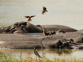 Nehimba Lodge: Flusspferde und Vögel Nehimba Lodge: Flusspferde und Vögel