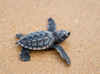 Nyanga Lodge: kleine Schildkröte
