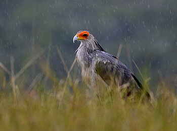 Riverdene Family Lodge: Greifvogel Riverdene Family Lodge: Greifvogel