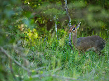 The Sambuk Suite at Mara Nyika Camp: Ein Dikdik im Gras The Sambuk Suite at Mara Nyika Camp: Ein Dikdik im Gras