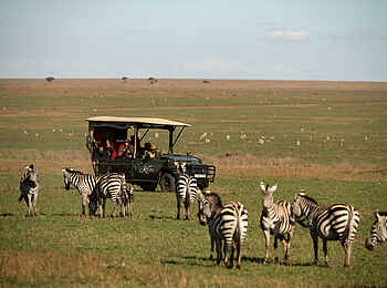 Serengeti Sametu Camp: Zebras Serengeti Sametu Camp: Zebras