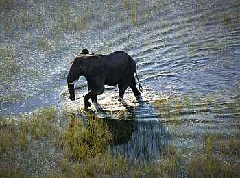 Setari Camp: Elefant im Delta