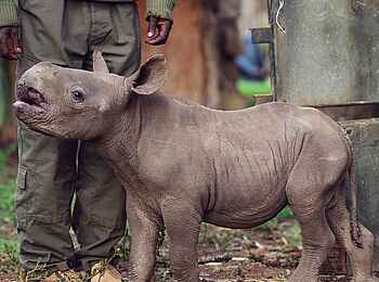 Sirikoi: Nashornbaby