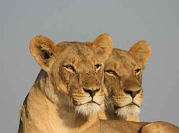 Tau Pan Camp: Löwenpaar