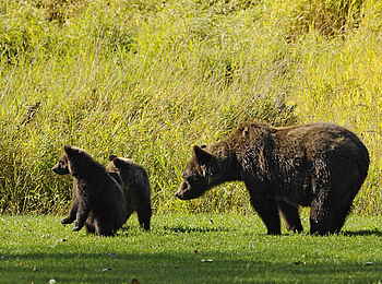 Tweedsmuir Park Lodge: Bärenmutter mit Kindern
