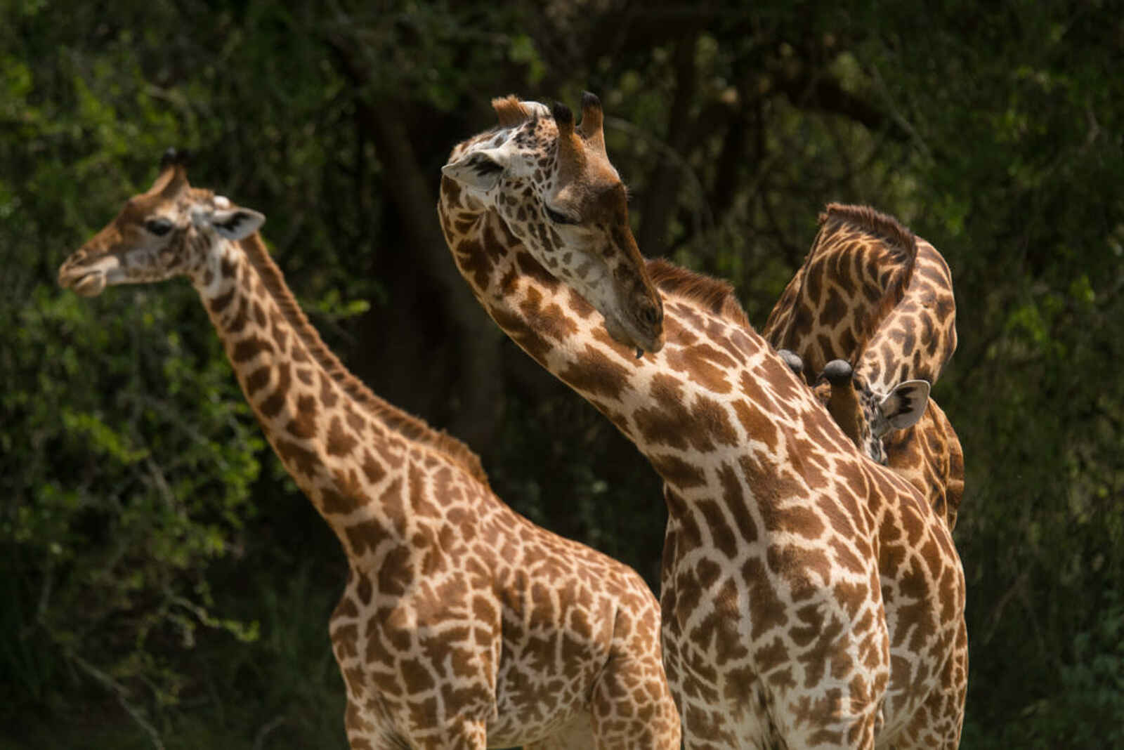 Akagera Game Lodge: Giraffen Akagera Game Lodge: Giraffen