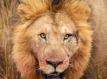 Entim Masai Mara: Löwe mit Gesichtswunde