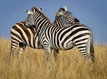 Entim Masai Mara: Zebrapaar